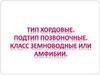 Тип хордовые. Подтип позвоночные. Класс земноводные или амфибии