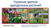 Строение цветков однодольных растений
