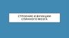 Строение и функции спинного мозга