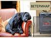 Профессия - ветеренар