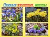Первые цветочки