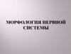 Морфология нервной системы. Часть 1