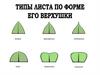 Типы листа по форме его верхушки