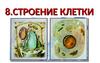Строение клетки