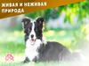 Дидактическая игра «Найди пару» (мир неживой и живой природы)