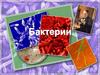 Бактерии