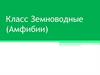 Класс Земноводные (Амфибии)