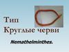 Тип Круглые черви