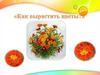 Экологическая деятельность для детей старшего возраста. Как вырастить цветы