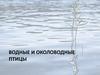 Водные и околоводные птицы
