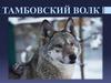 Тамбовский волк