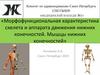 Морфофункциональная характеристика скелета и аппарата движения нижних конечностей. Мышцы нижних конечностей