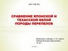 Сравнение Японской и Техасской белой породы перепелов