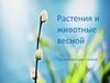 Растения и животные весной