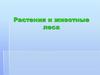 Растения и животные леса
