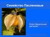 Семейство Пасленовые. Класс Двудольные