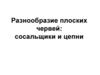 Разнообразие плоских червей: сосальщики и цепни