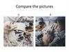 Compare the pictures. Cute cats