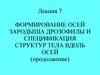Формирование осей зародыша дрозофилы и спецификация структур тела вдоль осей