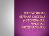 Вегетативная нервная система (автономная, чревная, висцеральная)