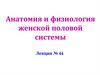 Анатомия и физиология женской половой системы