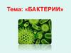 Бактерии