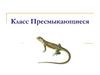Класс Пресмыкающиеся
