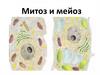 Митоз и мейоз