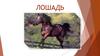 Лошадь