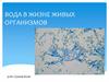 Вода в жизни живых организмов
