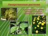 Лекарственные растения