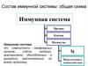 Состав иммунной системы: общая схема