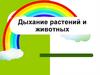 Дыхание растений и животных