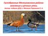 Гусеобразные Мелеузовского района: земляные и речные утки. Часть 2