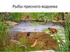 Рыбы пресного водоема