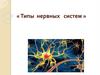 Типы нервных систем