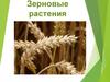 Зерновые растения