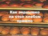 Как зернышко на стол хлебом пришло