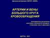 Артерии и вены большого круга кровообращения
