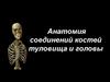 Анатомия соединений костей туловища и головы