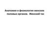Анатомия и физиология женских половых органов. Женский таз