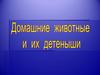 Домашние животные и их детеныши