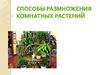 Размножение комнатных растений