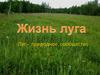 Жизнь луга. Луг - природное сообщество