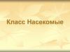 Класс Насекомые