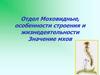 Отдел Моховидные, особенности строения и жизнедеятельности. Значение мхов