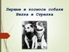 Первые в космосе собаки Белка и Стрелка