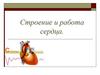 Строение и работа сердца