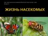 Жизнь насекомых