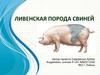 Ливенская порода свиней